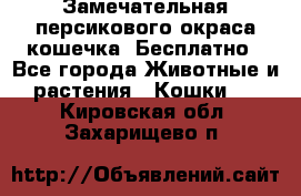 Замечательная персикового окраса кошечка. Бесплатно - Все города Животные и растения » Кошки   . Кировская обл.,Захарищево п.